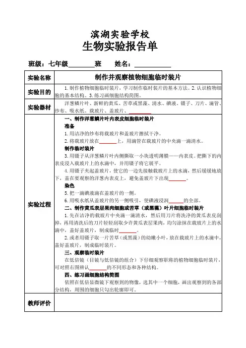 七年级生物2—制作并观察植物细胞临时装片