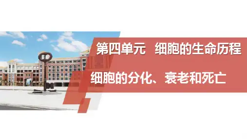 2024届高三一轮复习生物：细胞的分化、衰老和死亡课件