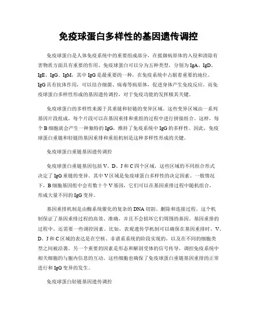 免疫球蛋白多样性的基因遗传调控