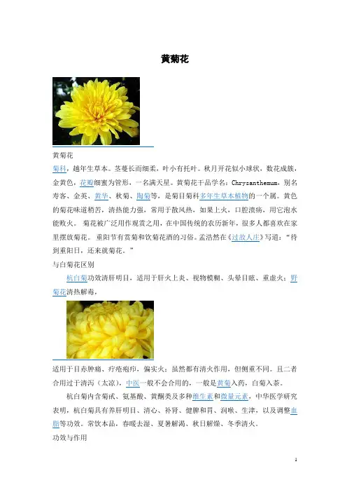 黄菊花