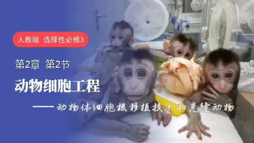 动物细胞工程(第三课时)高二生物(人教版2019选择性必修3)