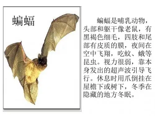 11.蝙蝠和雷达PPT课件.ppt