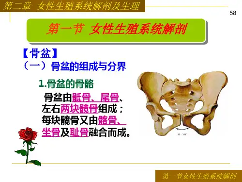 最新 女性生殖系统解剖-骨盆