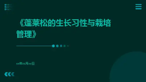 蓬莱松的生长习性与栽培管理