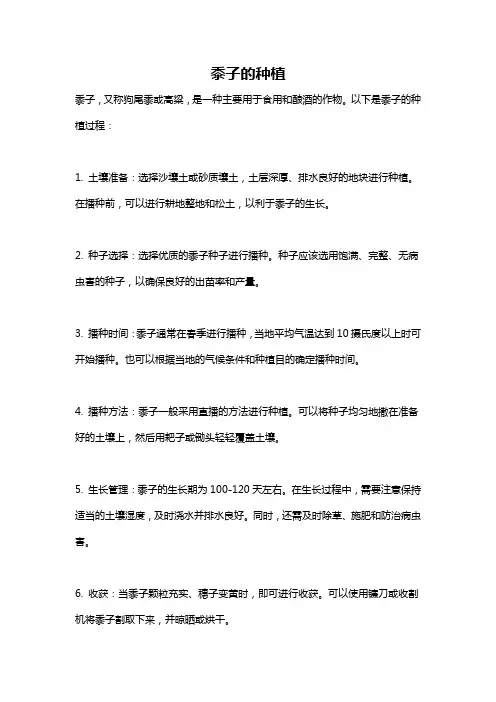 黍子的种植