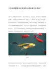 十五年锦鲤鱼友分享鱼池过滤设备怎么选择？