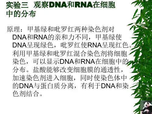 实验五观察细胞中DNA和RNA的分布