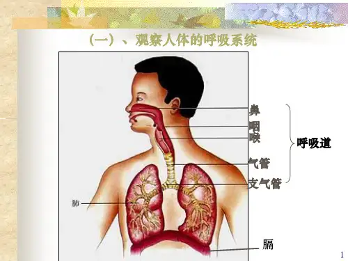 人体呼吸系统PPT课件