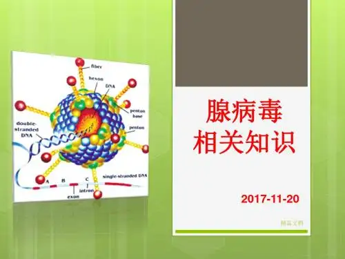 最新腺病毒相关知识.ppt