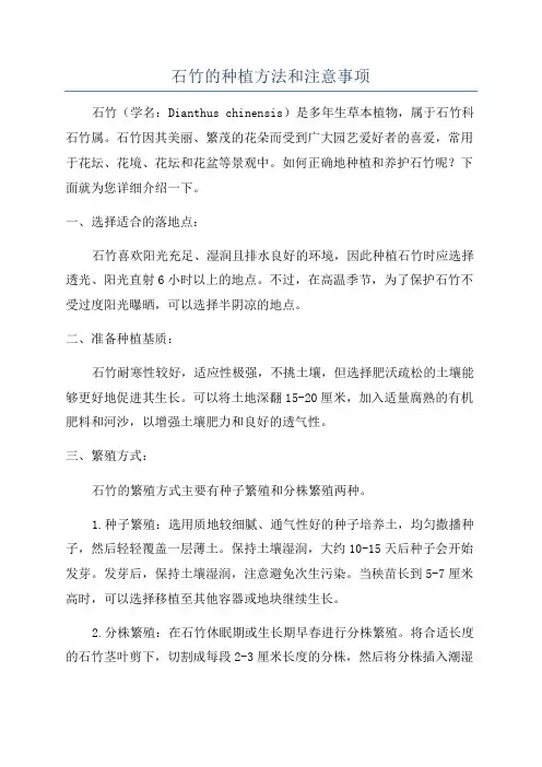 石竹的种植方法和注意事项