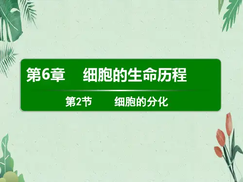 6.2细胞的分化(共16张PPT)(完美版课件)