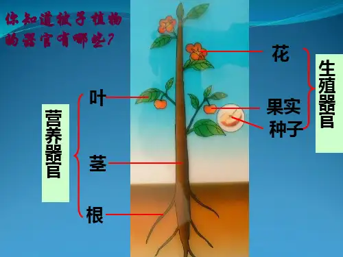 七年级科学下册(浙教版)教学课件：第一章 第1节 植物一生 (3)