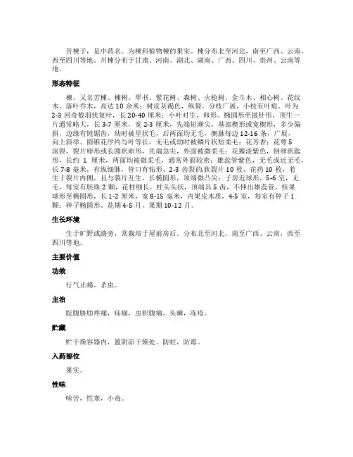苦楝子的功效与作用