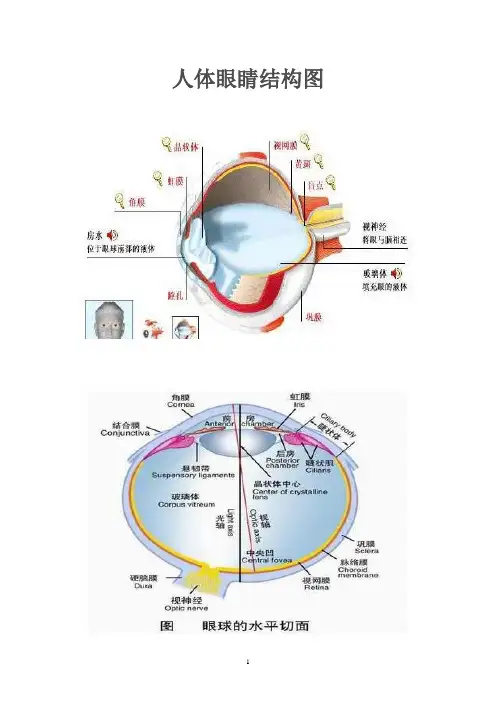 人体眼睛和耳朵结构图