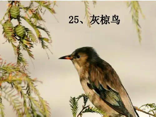 25灰椋鸟2精品PPT课件