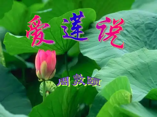 人教版七年级下册(部编版)第16课《短文两篇—爱莲说》课件(共23张PPT)