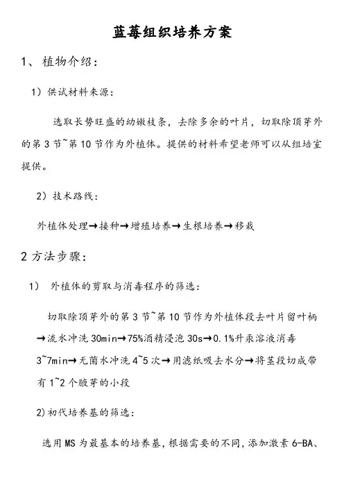 蓝莓组织培养