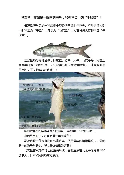 马友鱼：排名第一好吃的海鱼，号称鱼类中的“千层糕”！
