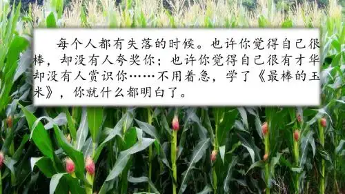 2019春西师大版三年级语文下册第四单元《 最棒的玉米》精品课件