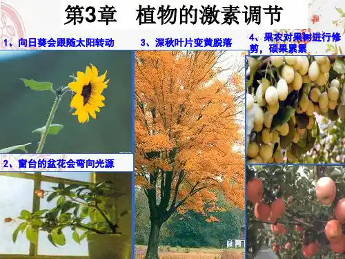 新版人教版生物2020植物生长素的发现(共31张PPT)学习演示PPT课件