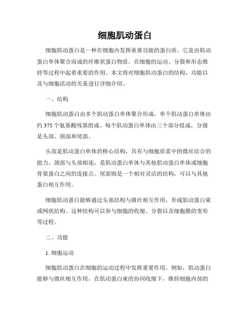细胞肌动蛋白