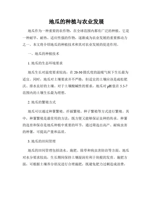 地瓜的种植与农业发展