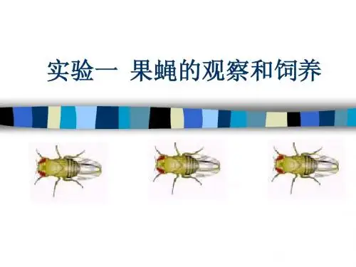 果蝇的观察和饲养