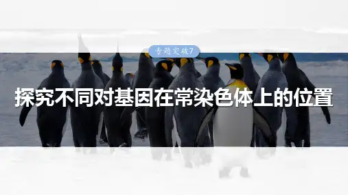 高考生物专项复习《探究不同对基因在常染色体上的位置》