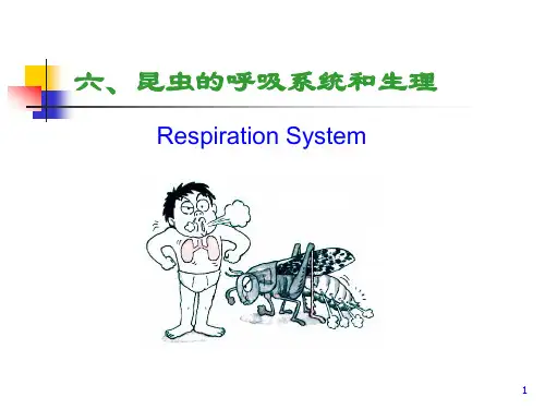 昆虫的生理结构和功能(二)