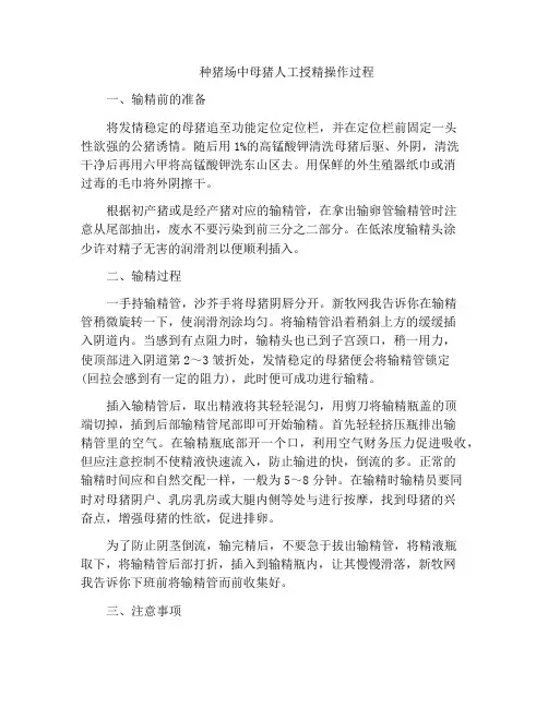 种猪场中母猪人工授精操作过程