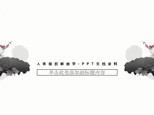 人体组织解剖学-PPT文档资料