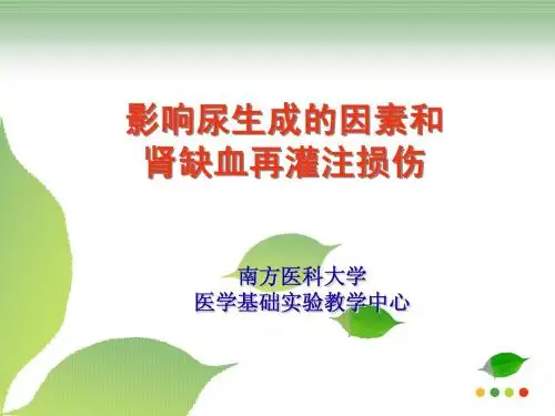 影响尿生成的因素和肾缺血再灌注损伤