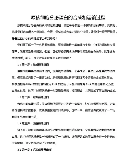 原核细胞分泌蛋白的合成和运输过程