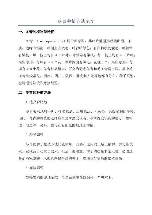 冬青种植方法范文
