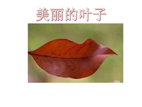 二年级上册美术课件-3.7 美丽的叶子丨岭南版 (共27张PPT)