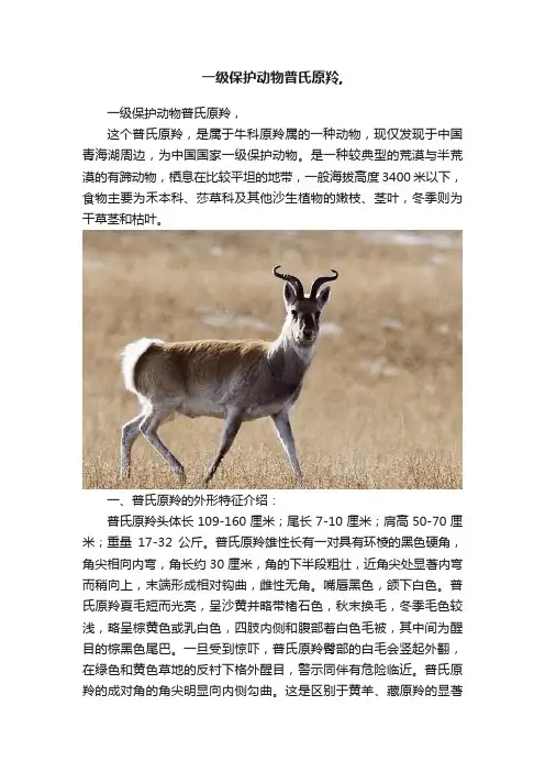 一级保护动物普氏原羚,