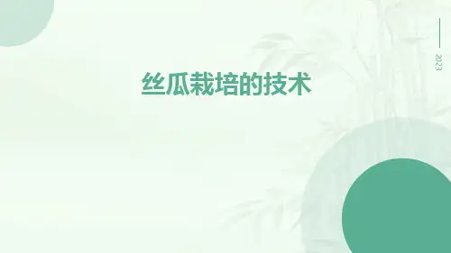丝瓜栽培的技术