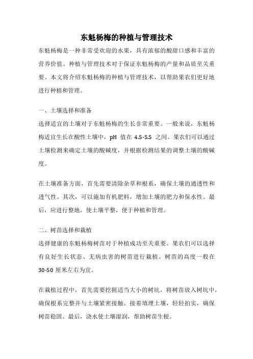 东魁杨梅的种植与管理技术