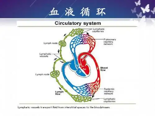 心脏功能