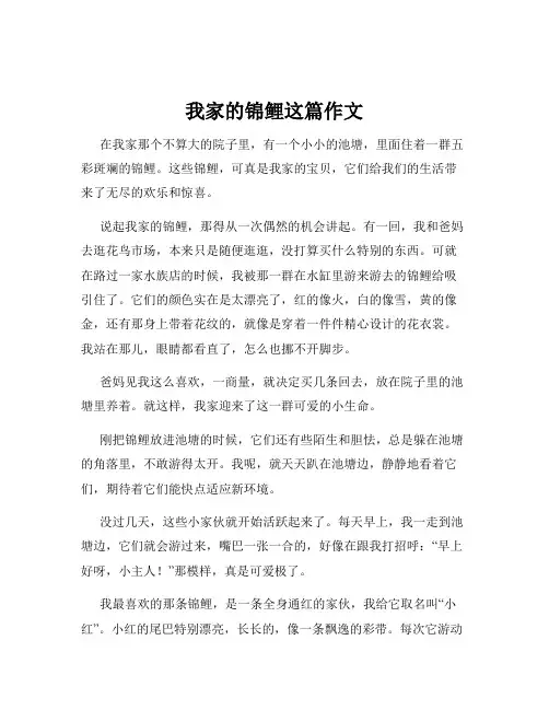我家的锦鲤这篇作文