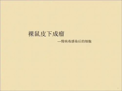 裸鼠成瘤ppt课件
