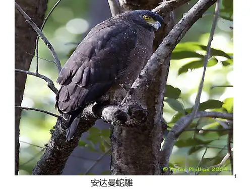 鸟类图片及名称PPT课件