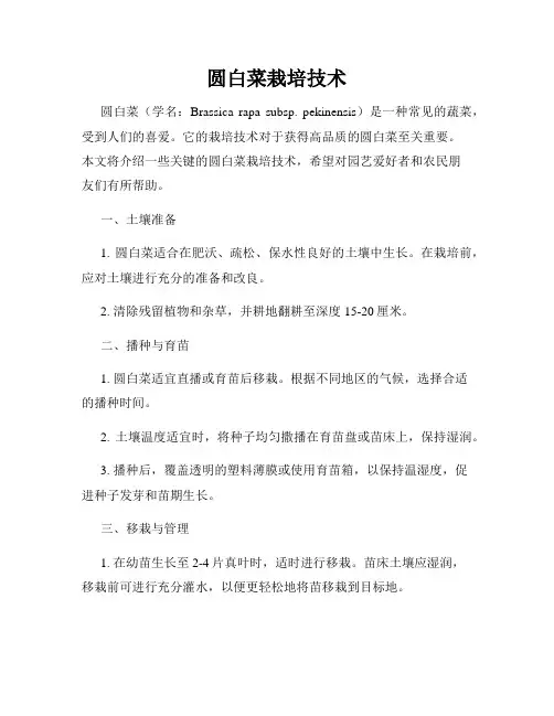 圆白菜栽培技术
