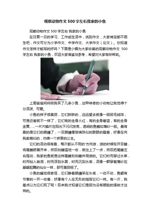 观察动物作文500字左右我家的小鱼