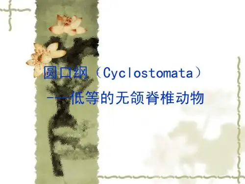 圆口纲