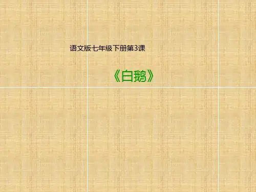 语文版初中语文七年级下册第3课 白鹅 (课件)(共33张PPT)