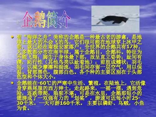 企鹅介绍(PPT文档)