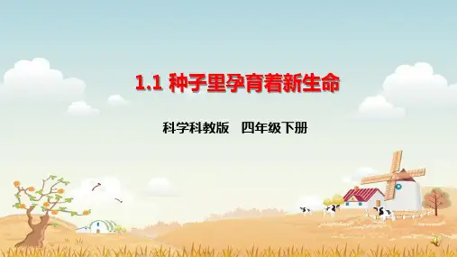 教科版科学四下《种子里孕育着新生命》课件