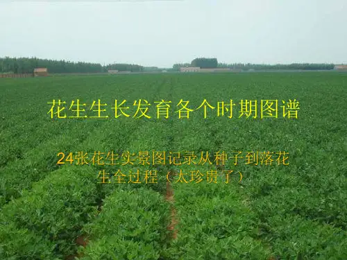 花生生长全过程图谱