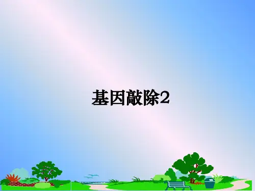 [整理]基因敲除2教学讲义PPT课件